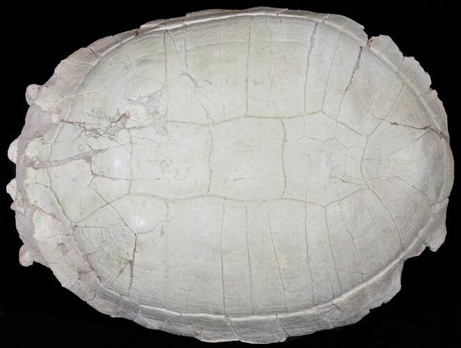 Fossil Tortoise (Testudo) - Uncommon Species #50818